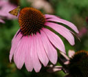 Echinacea purpurea 'Primadonna Deep Rose'