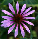 Echinacea purpurea 'Starlight'