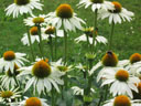 Echinacea purpurea 'White Swan'