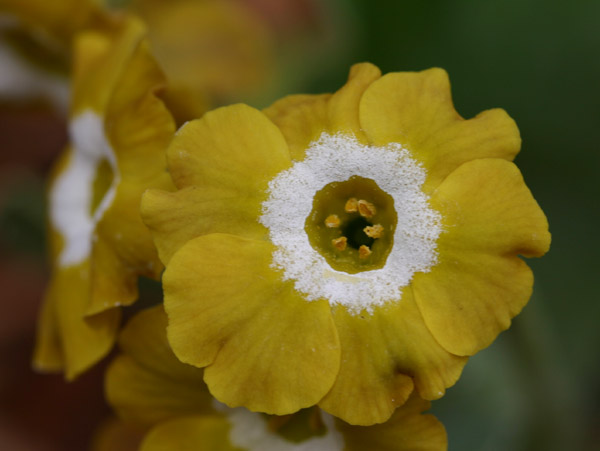 primula auricula old mustard