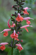 Salvia coccinea 'Brenthurst'