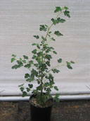 Fremontodendron californicum leaves